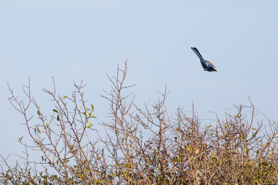 Fotomural Creative Photography, Wildlife - Scrub Jay