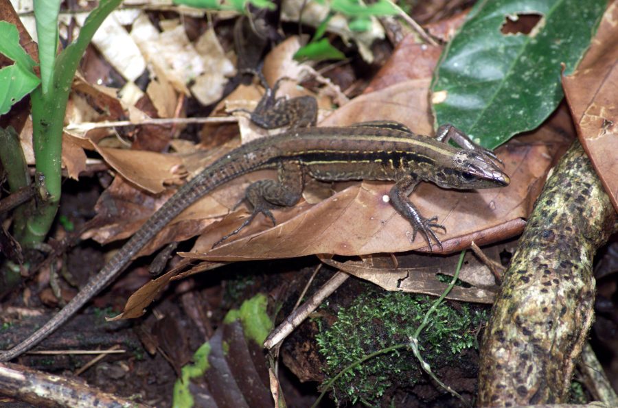 Fotomural A lizard photographed in the La Selva region of the Costa Rican rain forest as part of NASA's AirSAR 2004 Mesoamerica campaign