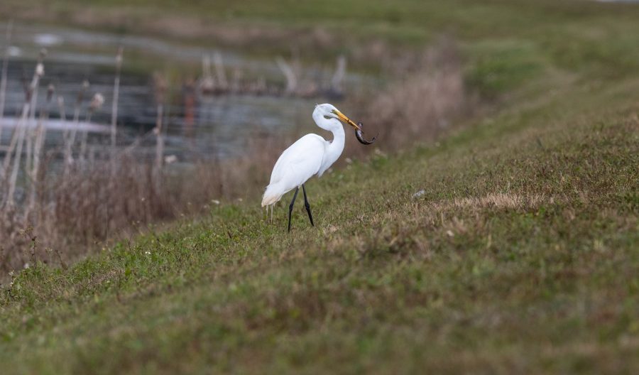 Fotomural Creative Photography, Wildlife - Egret
