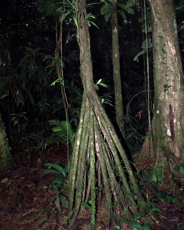 Fotomural A tree trunk structure photographed in the La Selva region of the Costa Rican rain forest as part of NASA's AirSAR 2004 Mesoamerica campaign