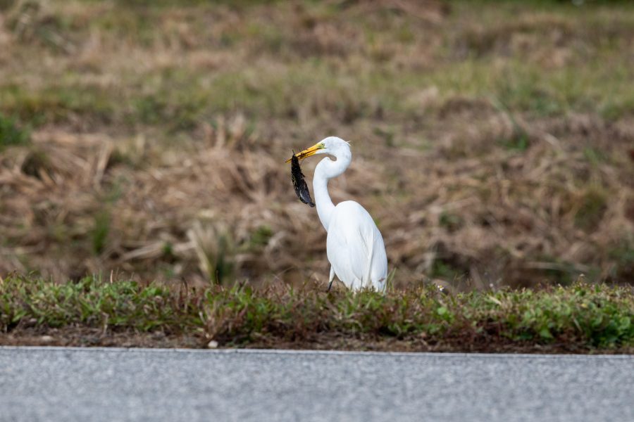 Fotomural Creative Photography, Wildlife - Egret