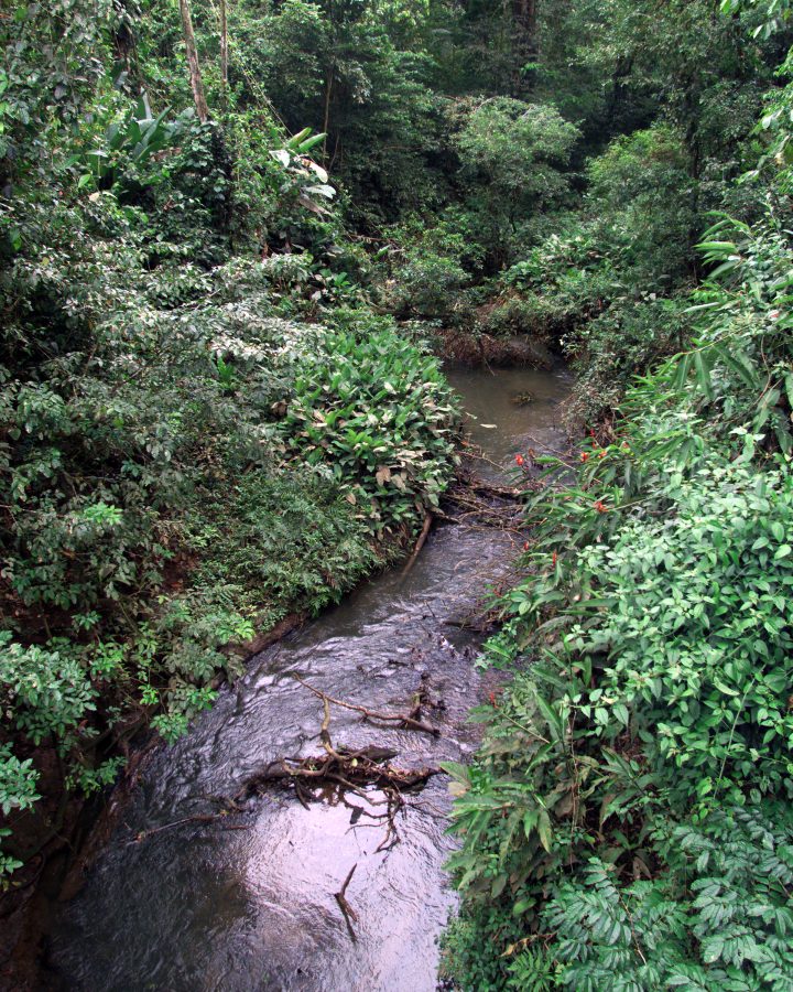 Fotomural This photograph shows a stream in the La Selva region of the Costa Rican rain forest, taken during NASA's AirSAR 2004 Mesoamerica campaign