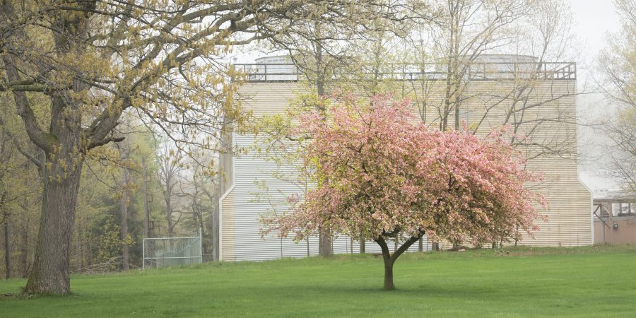 Fotomural Flowering Crab Apple Tree in full Bloom in front of the Propulsi