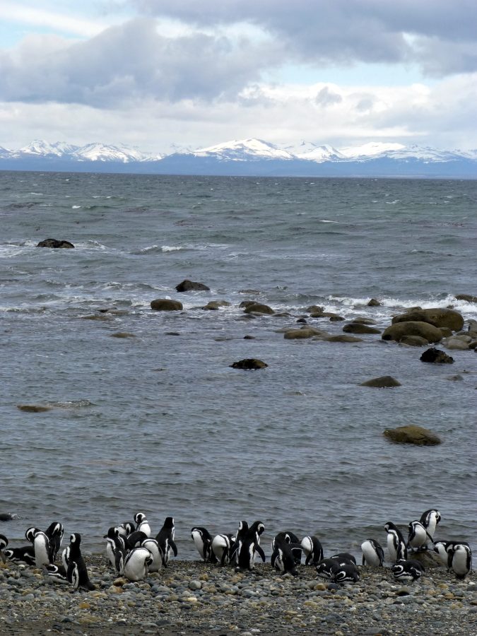 Fotomural Penguin Beach