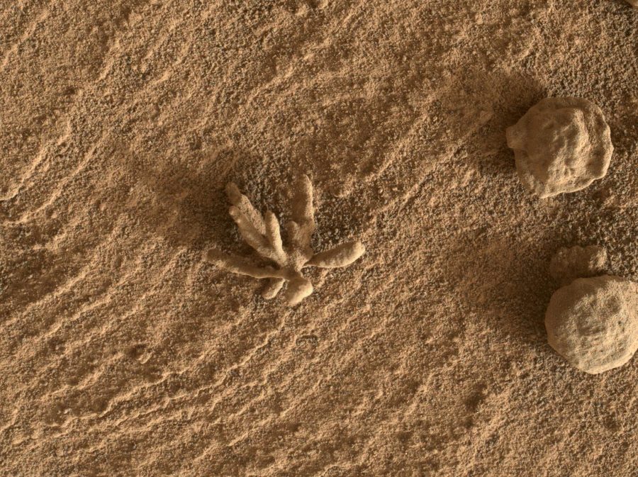 Fotomural Curiosity Finds a Martian Flower