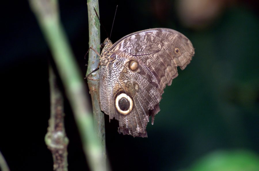 Fotomural A butterfly photographed in the La Selva region of the Costa Rican rain forest as part of NASA's AirSAR 2004 Mesoamerica campaign