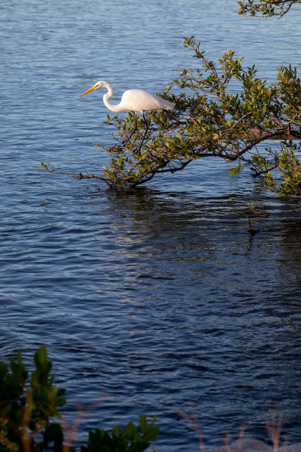 Fotomural Creative Photography - Nature/Wildlife