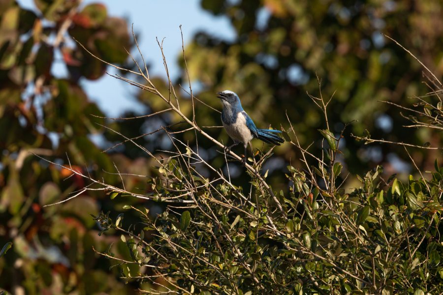 Fotomural Creative Photography, Wildlife - Scrub Jay