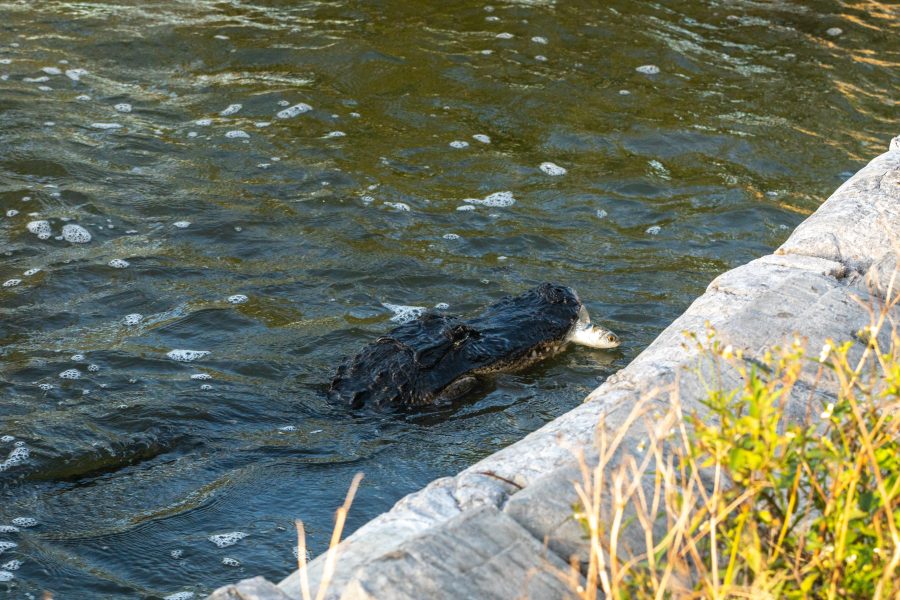 Fotomural Creative Photography - Nature/Wildlife