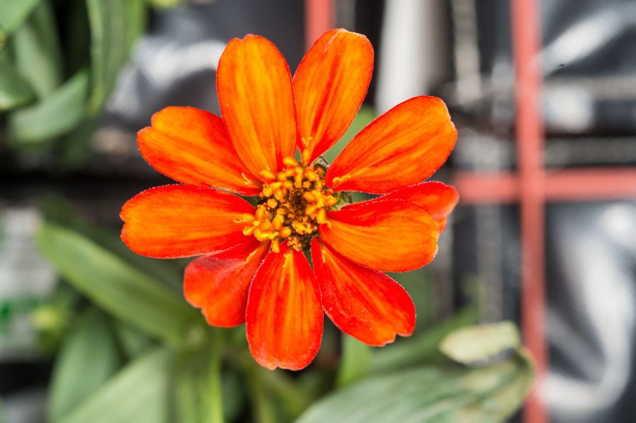 Fotomural Zinnia flower in Columbus module