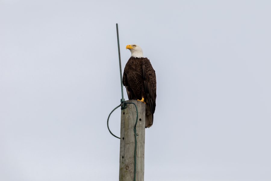 Fotomural Creative Photography - Bald Eagle