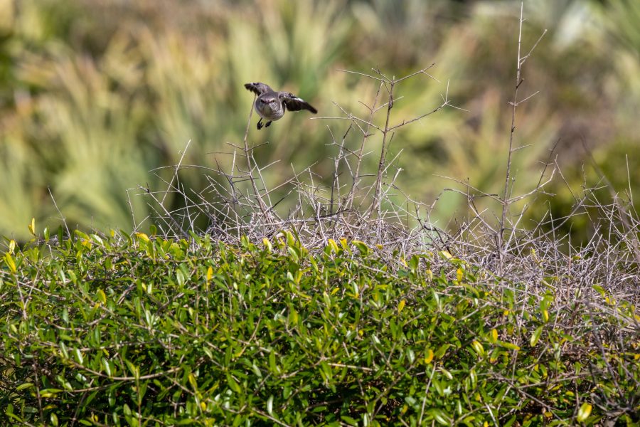 Fotomural Creative Photography - Scrub Jay
