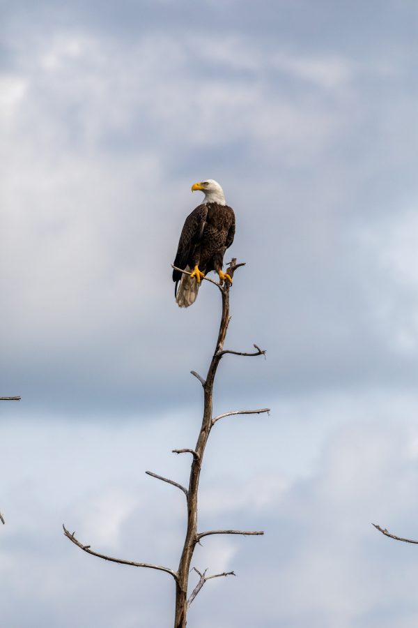 Fotomural Creative Photography - Bald Eagle