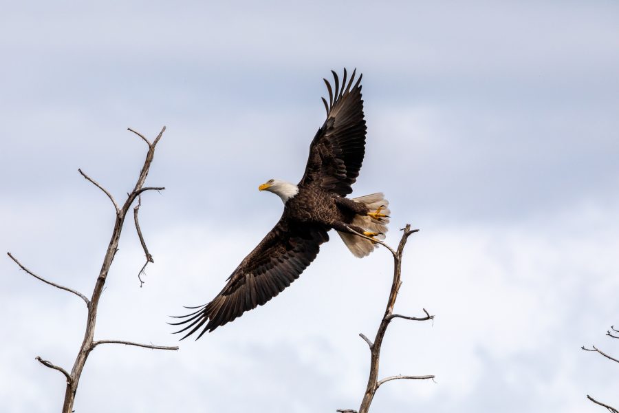 Fotomural Creative Photography - Bald Eagle