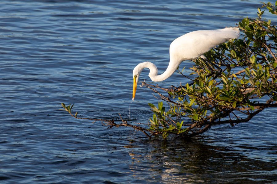 Fotomural Creative Photography - Nature/Wildlife