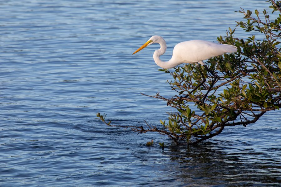 Fotomural Creative Photography - Nature/Wildlife