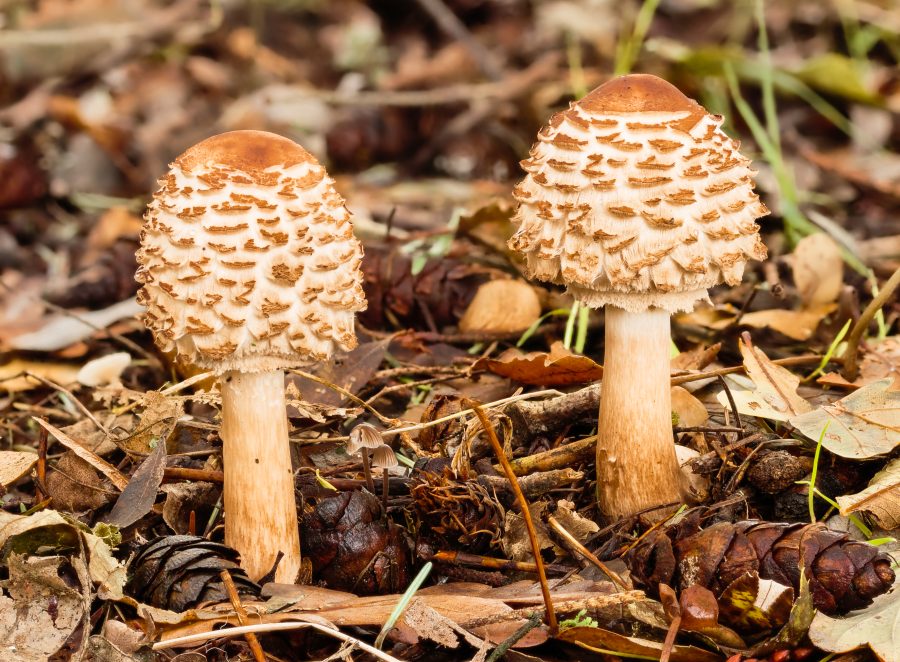 Fotomural Knolparasolzwammen. 09-11-2023. (d.j.b) — Two young Tuberous Parasol Fungi (Chlorophyllum rhacodes) in natural habitat. Focus stack of 16 photos.