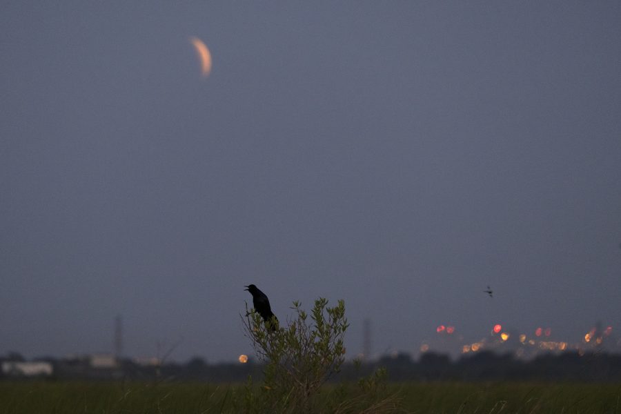 Fotomural Super Flower Blood Moon over New Orleans