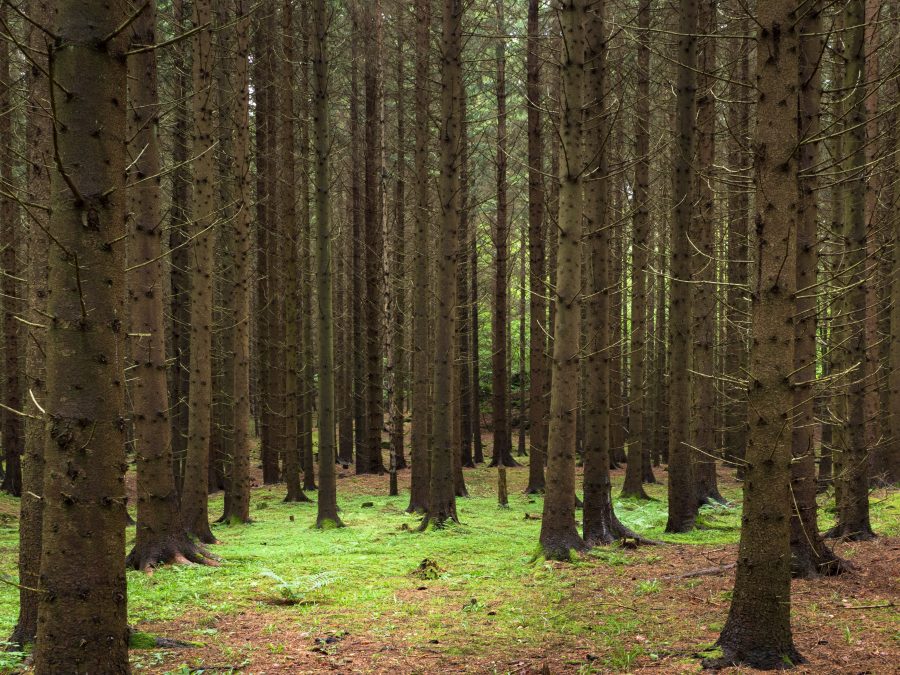 Fotomural Spruce forest at Holma — An old dense spruce forest (Picea abies) on the hill above Holma boat club, Lysekil Municipality, Sweden. The trees are so close togeth
