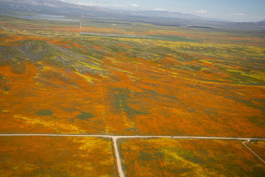 Fotomural Rainy Winter Season Brings Abundance of Wildflowers and Poppies in Southern California’s Antelope Valley. The poppy is the state flower.