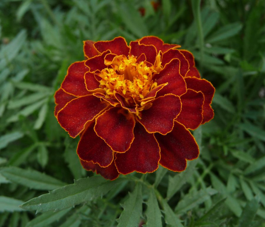 Fotomural French marigold garden 2009 G1 — French marigold Tagetes patula, possibly a hybrid cultivar. Ukraine, Vinnytsia.