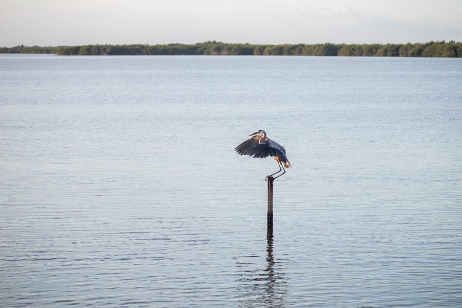 Fotomural Creative Photography - Nature/Wildlife