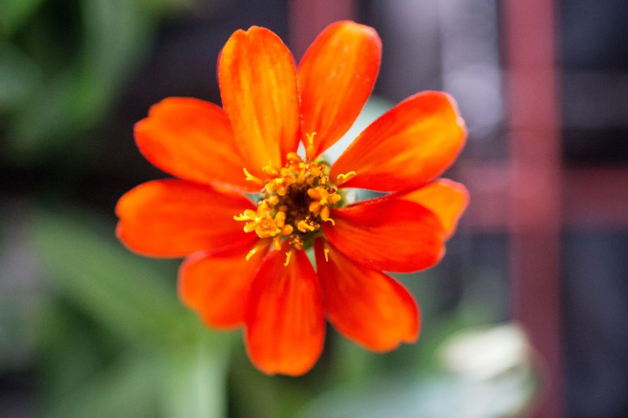 Fotomural Zinnia flower in Columbus module
