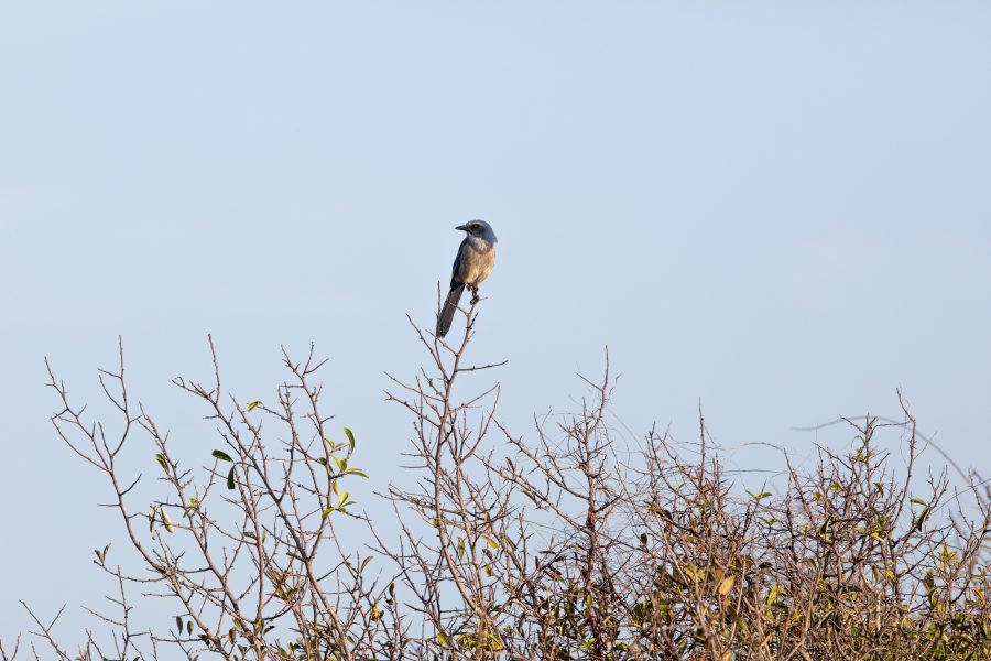 Fotomural Creative Photography, Wildlife - Scrub Jay