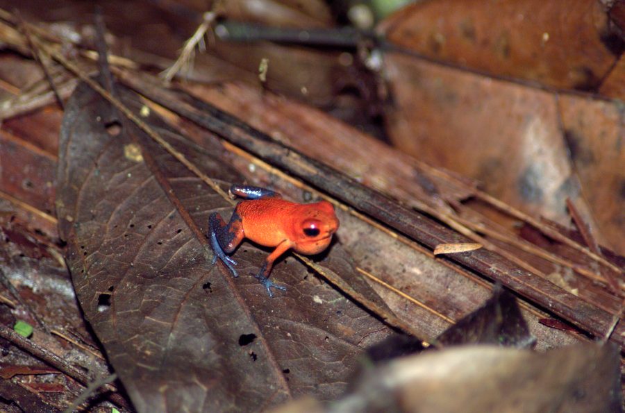 Fotomural A tree frog photographed in the La Selva region of the Costa Rican rain forest as part of NASA's AirSAR 2004 Mesoamerica campaign