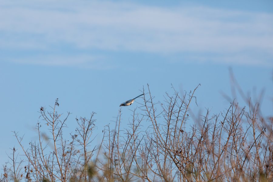 Fotomural Creative Photography, Wildlife - Scrub Jay