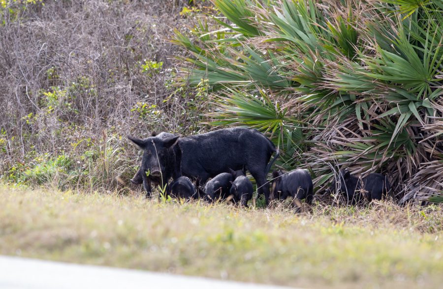 Fotomural Creative Photography - Pigs