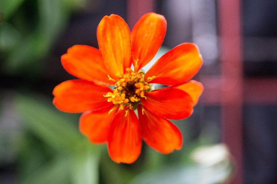 Fotomural Zinnia flower in Columbus module
