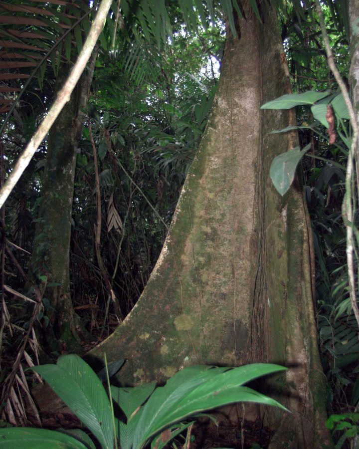 Fotomural A unique tree trunk photographed in La Selva region of the Costa Rican rain forest as part of NASA's AirSAR 2004 Mesoamerica campaign